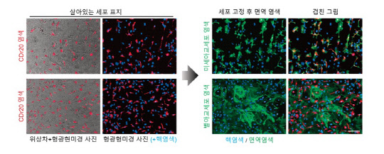 미세아교세포에 특이적인 형광물질 'CDr20'을 적용해 형광현미경으로 살펴본 세포 염색 모습  IBS 제공